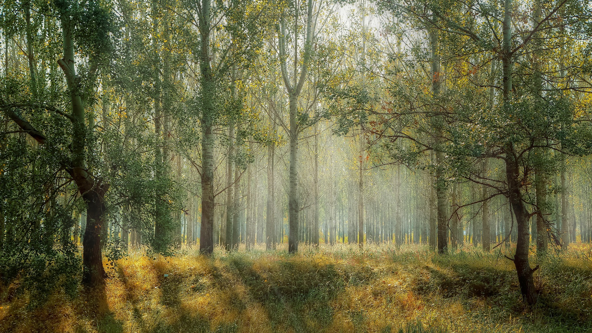 Forest path